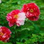 Heirloom 'Er Qiao' White Dark Red Fragrant Peony Tree Flower 5 PCS Seeds