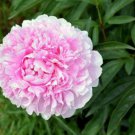 Heirloom 'Feng Nv' Light Pink Tree Peony Flower 5 PCS Seeds Heirloom 'Feng Nv' Light Pink Tree Peony Flower 5 PCS Seeds