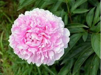 Heirloom 'Feng Nv' Light Pink Tree Peony Flower 5 PCS Seeds