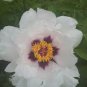 Heirloom 'Feng Nv' Light Pink Tree Peony Flower 5 PCS Seeds