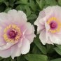Heirloom 'Feng Nv' Light Pink Tree Peony Flower 5 PCS Seeds