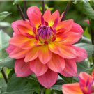 Heirloom 'Fire Pot' Dahlia Flower 20 PCS Seeds