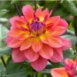 Heirloom 'Fire Pot' Dahlia Flower 20 PCS Seeds