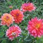 Heirloom 'Fire Pot' Dahlia Flower 20 PCS Seeds