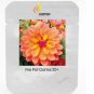 Heirloom 'Fire Pot' Dahlia Flower 20 PCS Seeds