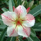 Heirloom 'Five Stars' Double Adenium Desert Rose 2 PCS Seeds Heirloom 'Five Stars' Double Adenium Desert Rose 2 PCS Seeds