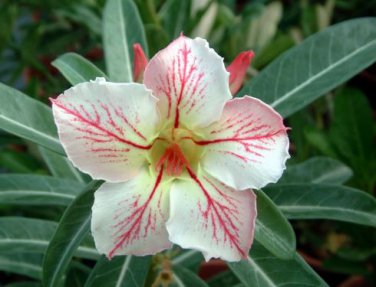 Heirloom 'Five Stars' Double Adenium Desert Rose 2 PCS Seeds