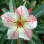 Heirloom 'Five Stars' Double Adenium Desert Rose 2 PCS Seeds