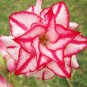 Heirloom 'Five Stars' Double Adenium Desert Rose 2 PCS Seeds