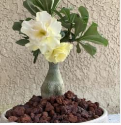Heirloom 'Ge Linhua' Desert Rose Yellow Adenium Bonsai 2 PCS Seeds