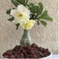 Heirloom 'Ge Linhua' Desert Rose Yellow Adenium Bonsai 2 PCS Seeds