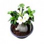 Heirloom 'Ge Linhua' Desert Rose Yellow Adenium Bonsai 2 PCS Seeds