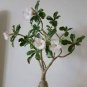 Heirloom 'Ge Linhua' Desert Rose Yellow Adenium Bonsai 2 PCS Seeds