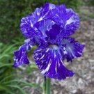 Heirloom 'Hailona' Iris Tectorum Flower 20 PCS Seeds