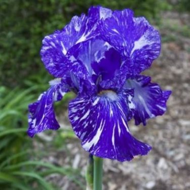 Heirloom 'Hailona' Iris Tectorum Flower 20 PCS Seeds