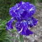 Heirloom 'Hailona' Iris Tectorum Flower 20 PCS Seeds