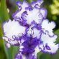 Heirloom 'Hailona' Iris Tectorum Flower 20 PCS Seeds