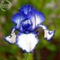 Heirloom 'Hailona' Iris Tectorum Flower 20 PCS Seeds