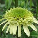 Heirloom 'Honeydew Cluster' Green Echinacea 100 PCS Seeds Heirloom 'Honeydew Cluster' Green Echinacea 100 PCS Seeds