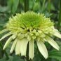 Heirloom 'Honeydew Cluster' Green Echinacea 100 PCS Seeds