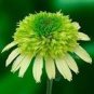 Heirloom 'Honeydew Cluster' Green Echinacea 100 PCS Seeds