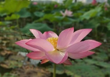 Heirloom 'Hong Guniang' Red Lotus 1 PCS Seeds