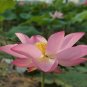 Heirloom 'Hong Guniang' Red Lotus 1 PCS Seeds