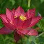 Heirloom 'Hong Guniang' Red Lotus 1 PCS Seeds