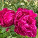 Heirloom 'Hong Hui' Red Peony Shrub Perennial Flower 5 PCS Seeds Heirloom 'Hong Hui' Red Peony Shrub Perennial Flower 5 PCS Seeds
