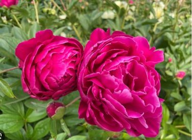 Heirloom 'Hong Hui' Red Peony Shrub Perennial Flower 5 PCS Seeds