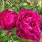Heirloom 'Hong Hui' Red Peony Shrub Perennial Flower 5 PCS Seeds