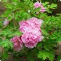 Heirloom 'Hong Hui' Red Peony Shrub Perennial Flower 5 PCS Seeds