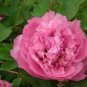 Heirloom 'Hong Hui' Red Peony Shrub Perennial Flower 5 PCS Seeds