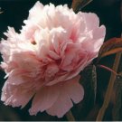 Heirloom 'Hong Yu Lou' Red Peony Shrub Flower 5 PCS Seeds