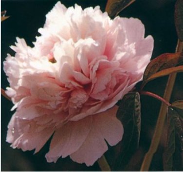 Heirloom 'Hong Yu Lou' Red Peony Shrub Flower 5 PCS Seeds