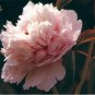 Heirloom 'Hong Yu Lou' Red Peony Shrub Flower 5 PCS Seeds