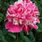 Heirloom 'Hong Yu Lou' Red Peony Shrub Flower 5 PCS Seeds