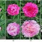 Heirloom 'Hong Yu Lou' Red Peony Shrub Flower 5 PCS Seeds