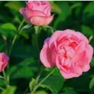 Heirloom 'Hot Wheels' 5-color Rose Seedling Flower 50 PCS Seeds