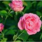 Heirloom 'Hot Wheels' 5-color Rose Seedling Flower 50 PCS Seeds