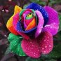 Heirloom 'Hot Wheels' 5-color Rose Seedling Flower 50 PCS Seeds