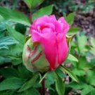 Heirloom 'Hua Wang' White Pink Black Peony Plant 5 PCS Seeds Heirloom 'Hua Wang' White Pink Black Peony Plant 5 PCS Seeds