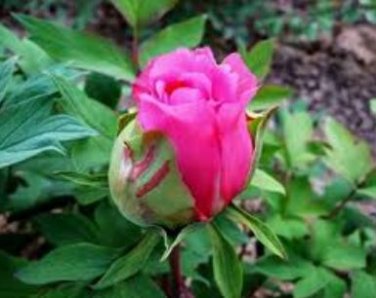 Heirloom 'Hua Wang' White Pink Black Peony Plant 5 PCS Seeds