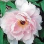 Heirloom 'Hua Wang' White Pink Black Peony Plant 5 PCS Seeds