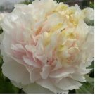 Heirloom 'Huang Jin Cui' Golden Red Peony Plant 5 PCS Seeds Heirloom 'Huang Jin Cui' Golden Red Peony Plant 5 PCS Seeds