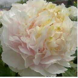 Heirloom 'Huang Jin Cui' Golden Red Peony Plant 5 PCS Seeds