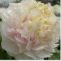 Heirloom 'Huang Jin Cui' Golden Red Peony Plant 5 PCS Seeds