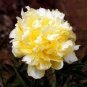 Heirloom 'Huang Jin Cui' Golden Red Peony Plant 5 PCS Seeds