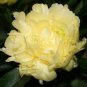 Heirloom 'Huang Jin Cui' Golden Red Peony Plant 5 PCS Seeds
