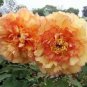 Heirloom 'Huang Jin Cui' Golden Red Peony Plant 5 PCS Seeds